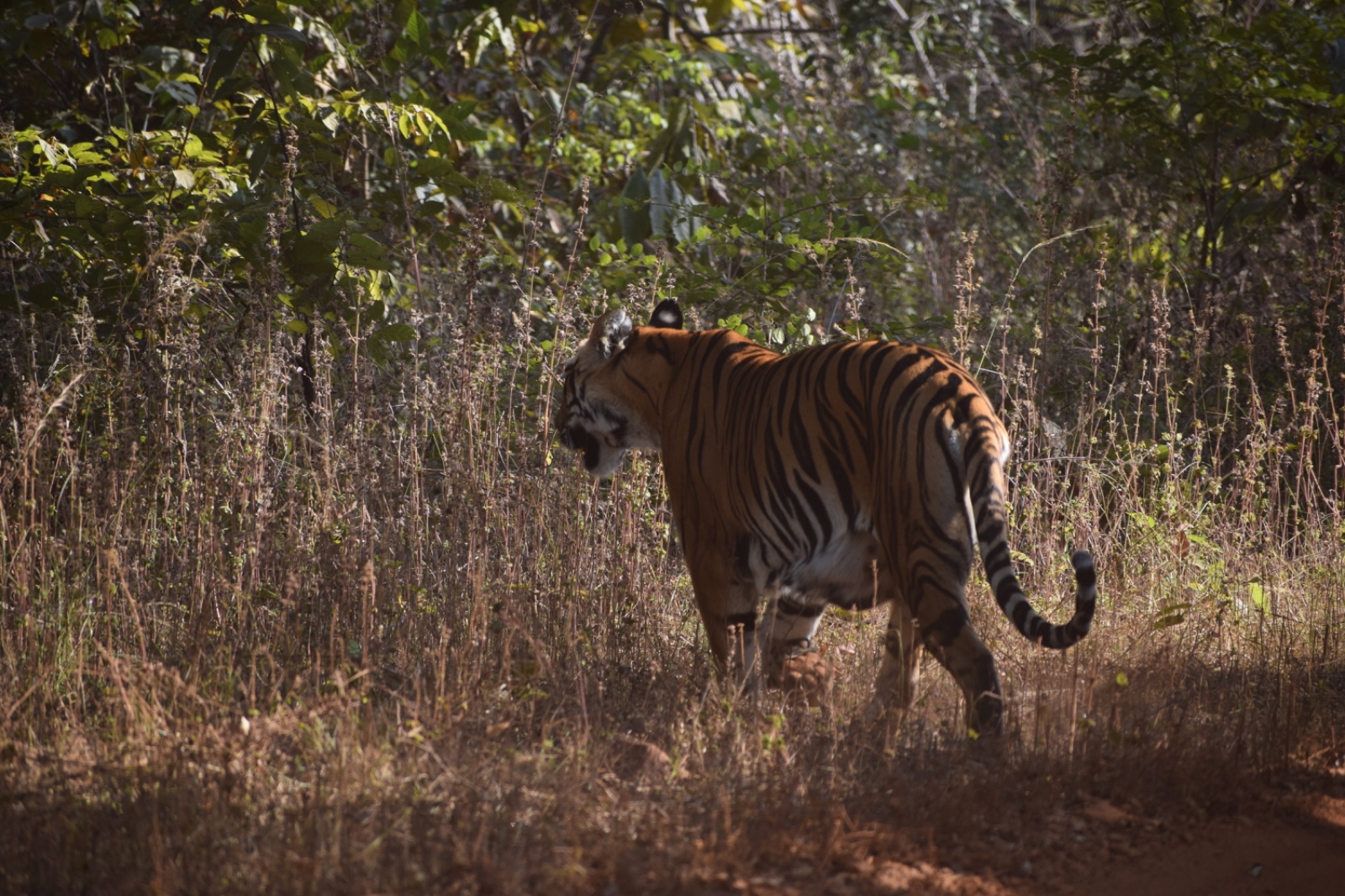 Figure 12: Junabai graced us with her presence in Tadoba. December 2025 (PC: Brother-in-law)