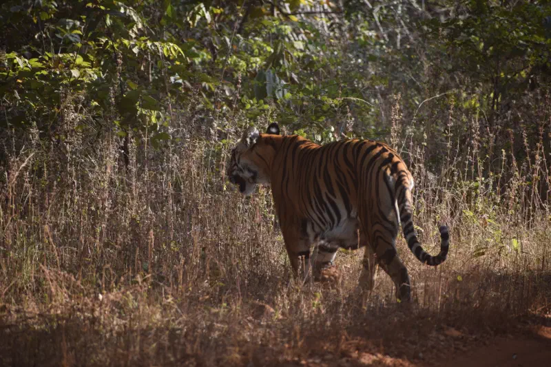 Junabai at Tadoba
