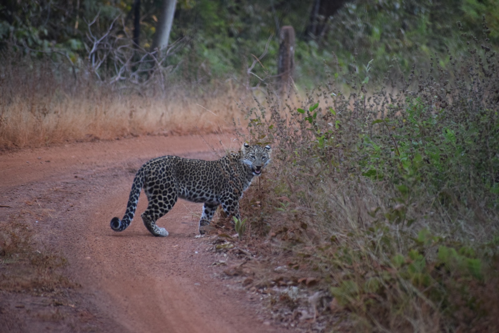 Figure 13: The female leapard was on a chase in Tadoba. December 2025 (PC: Brother-in-law)